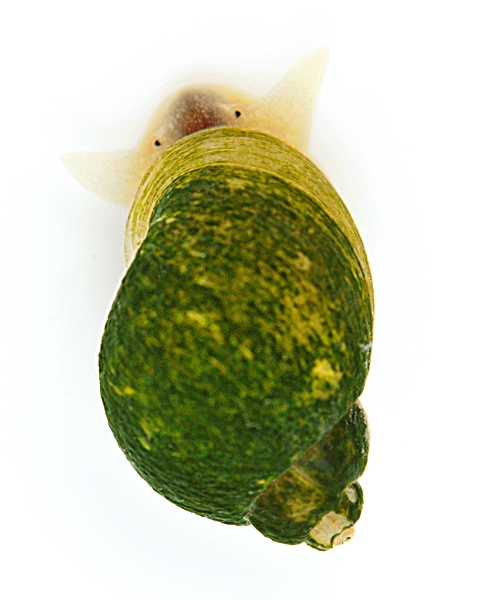 Photo of Galba bulimoides by Ian Gardiner